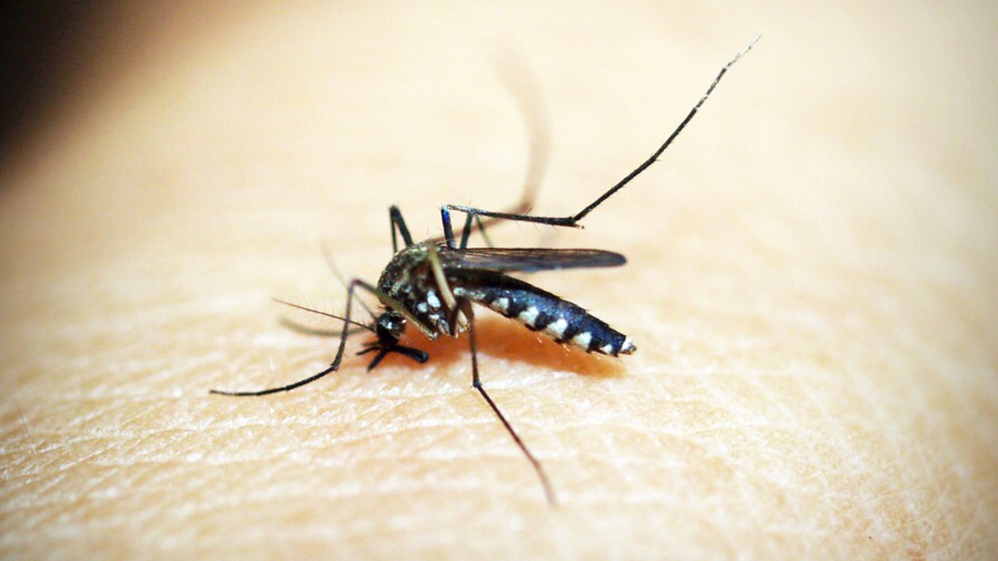 Olbia: un caso di Dengue