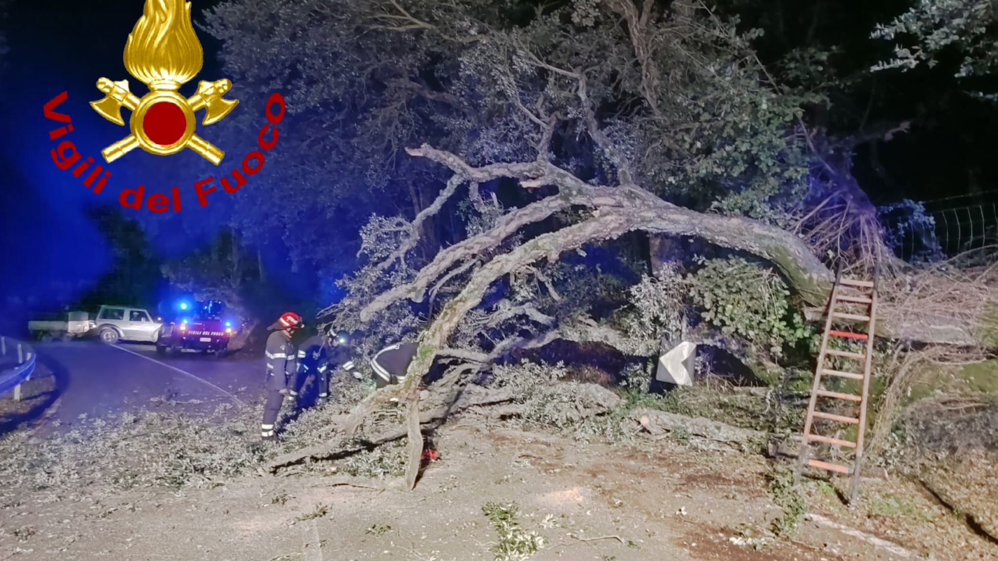 Nord Sardegna: grosso albero crolla sulla strada