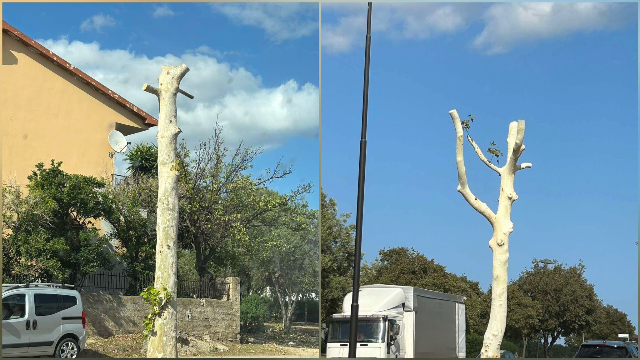 Olbia, capitozzati gli alberi di zona Bandinu: 