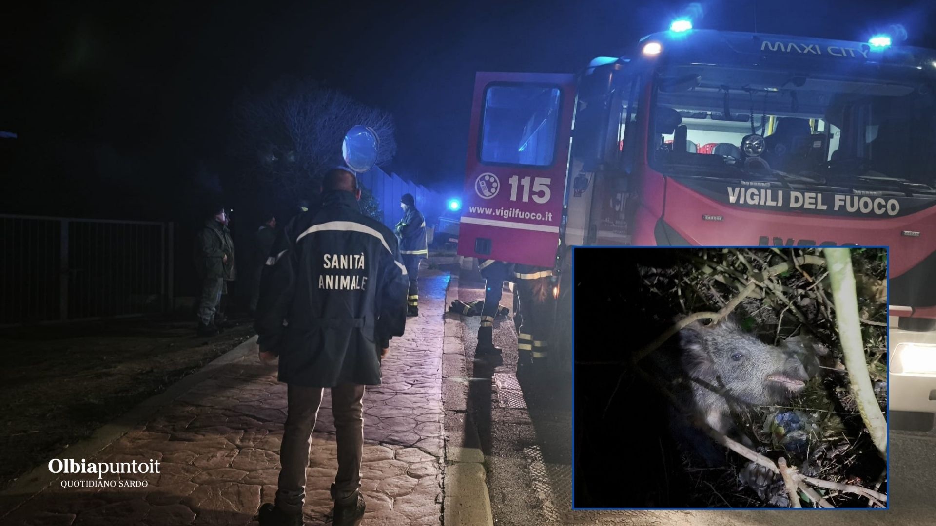 Golfo Aranci, preso con laccio da bracconaggio: Forestale e 115 salvano cinghiale