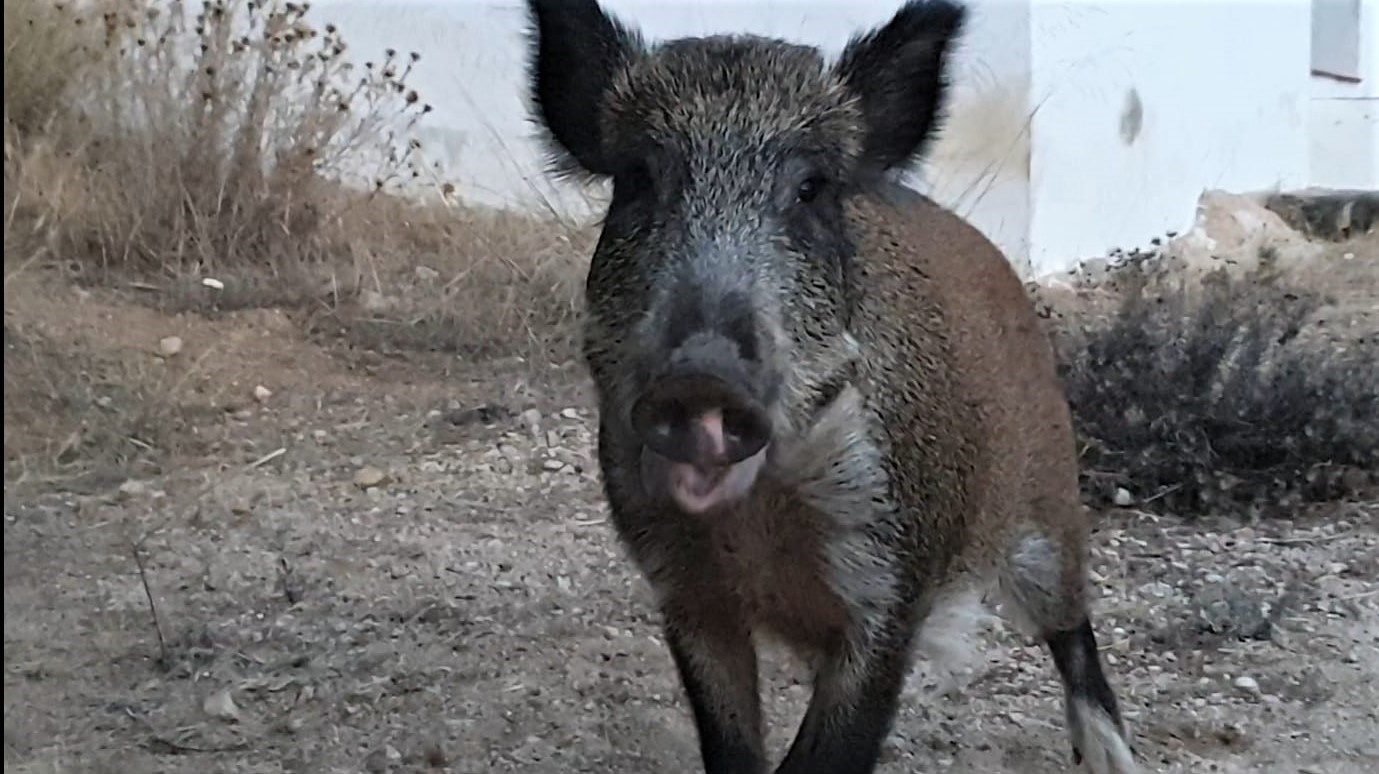 Bambino morso dal cinghiale, LAV: il cinghiale sarebbe stato infastidito