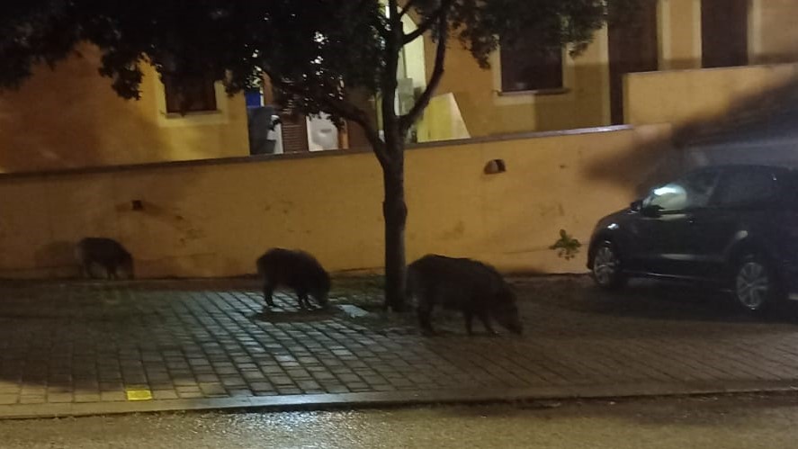 Olbia: ragazzino inseguito da un cinghiale si salva lanciandogli un vaso contro