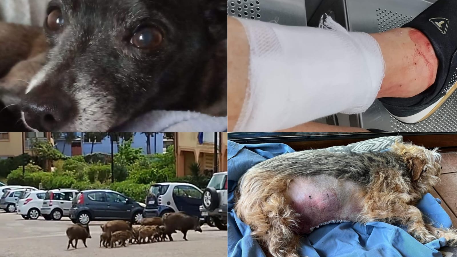 Olbia: donne aggredite, feriti e un cane morto. Cinque mesi sotto scacco dei cinghiali