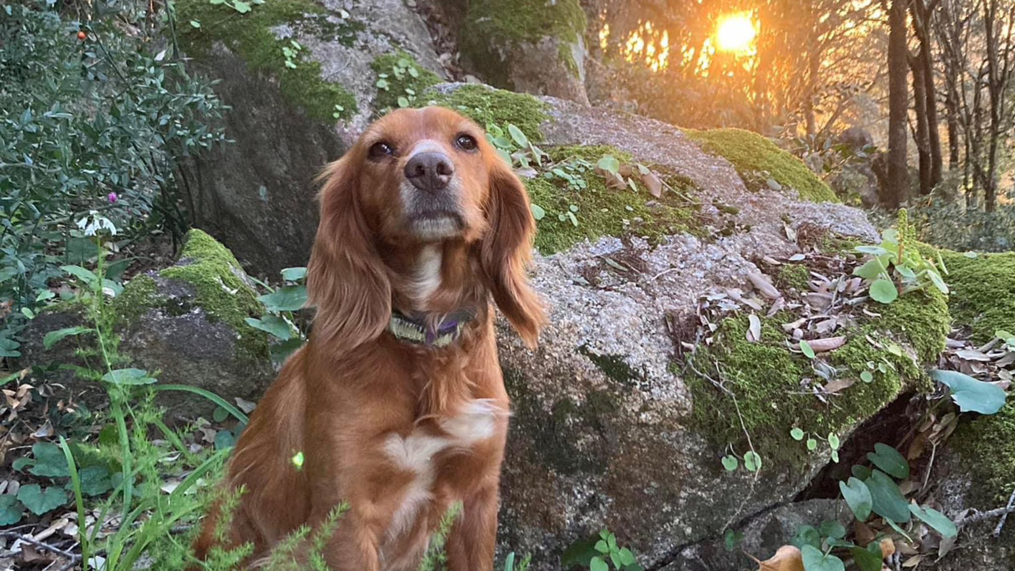 Arzachena, la cagnolina Breda è scomparsa: 