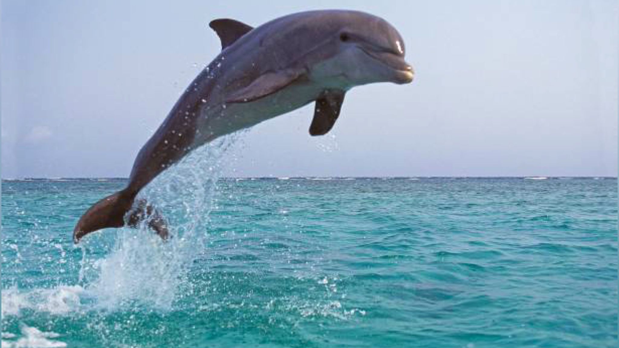 A Golfo Aranci il delfino acrobata