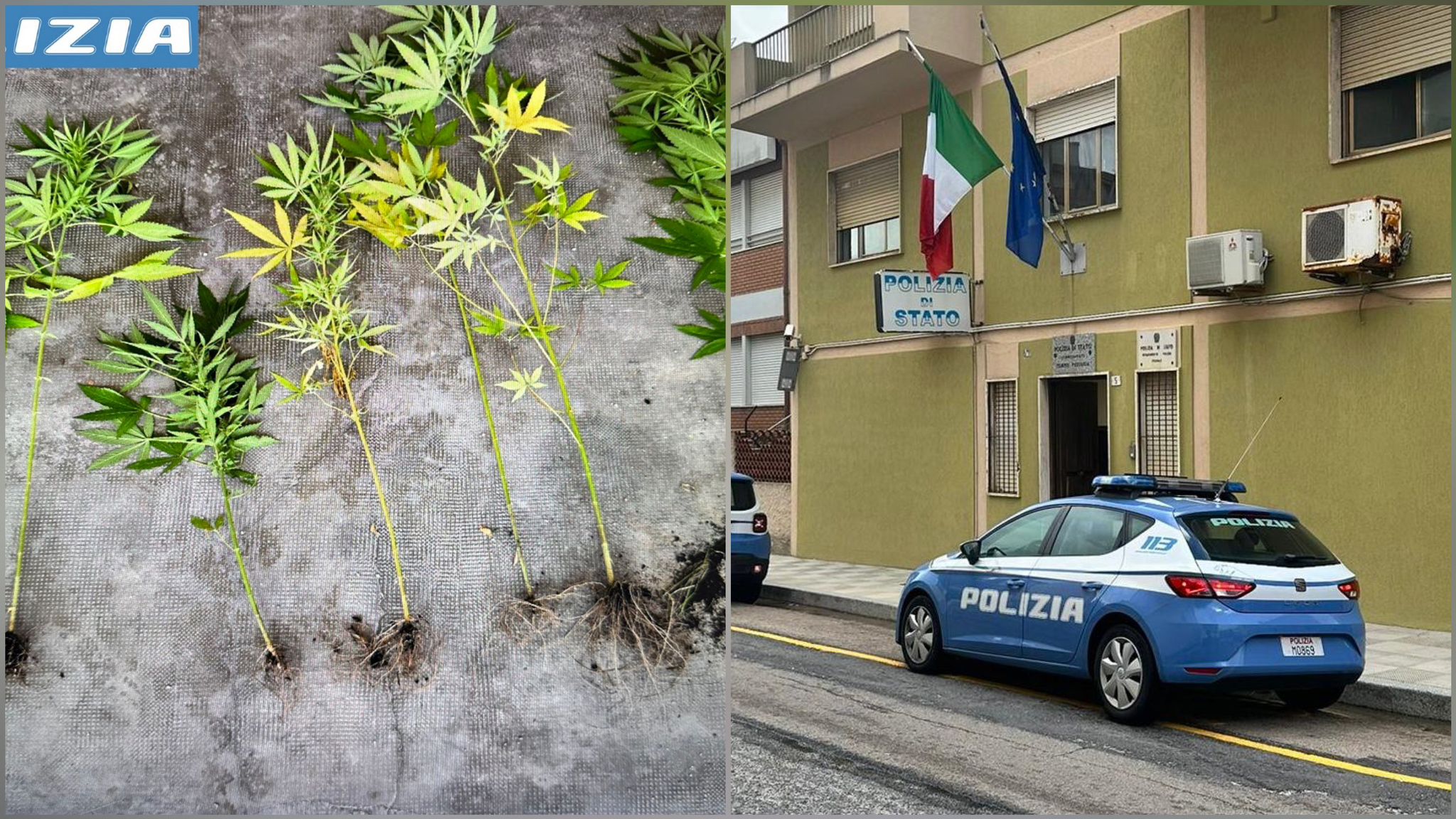 Tempio, trovato con marijuana e piante di cannabis: denunciato