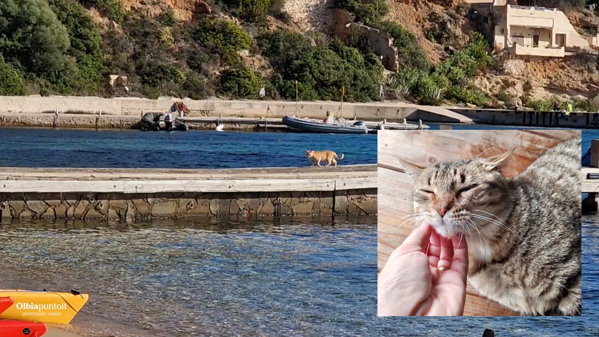 Gatti abbandonati sull'Isola di Tavolara: 