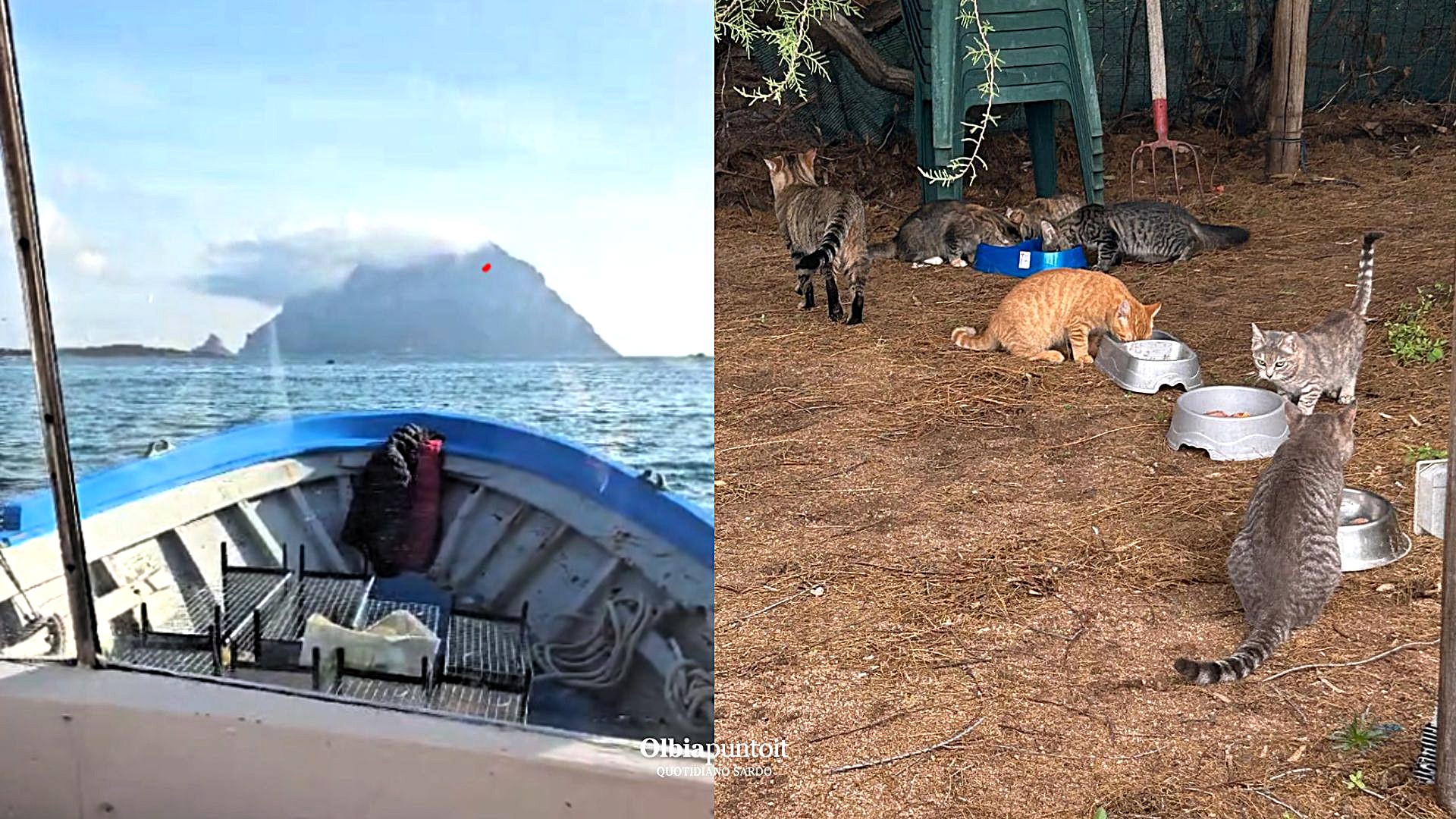 Emergenza gatti abbandonati a Tavolara: primi successi, ma serve ancora aiuto 