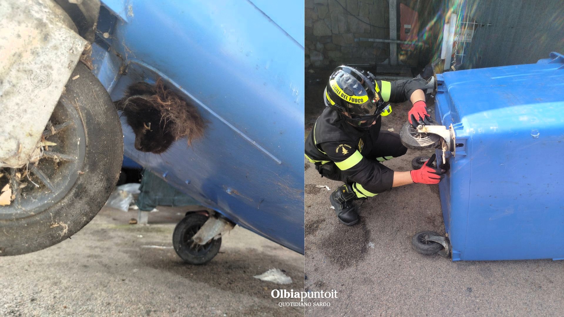 Golfo Aranci, Vigili del Fuoco liberano gattino con testa incastrata