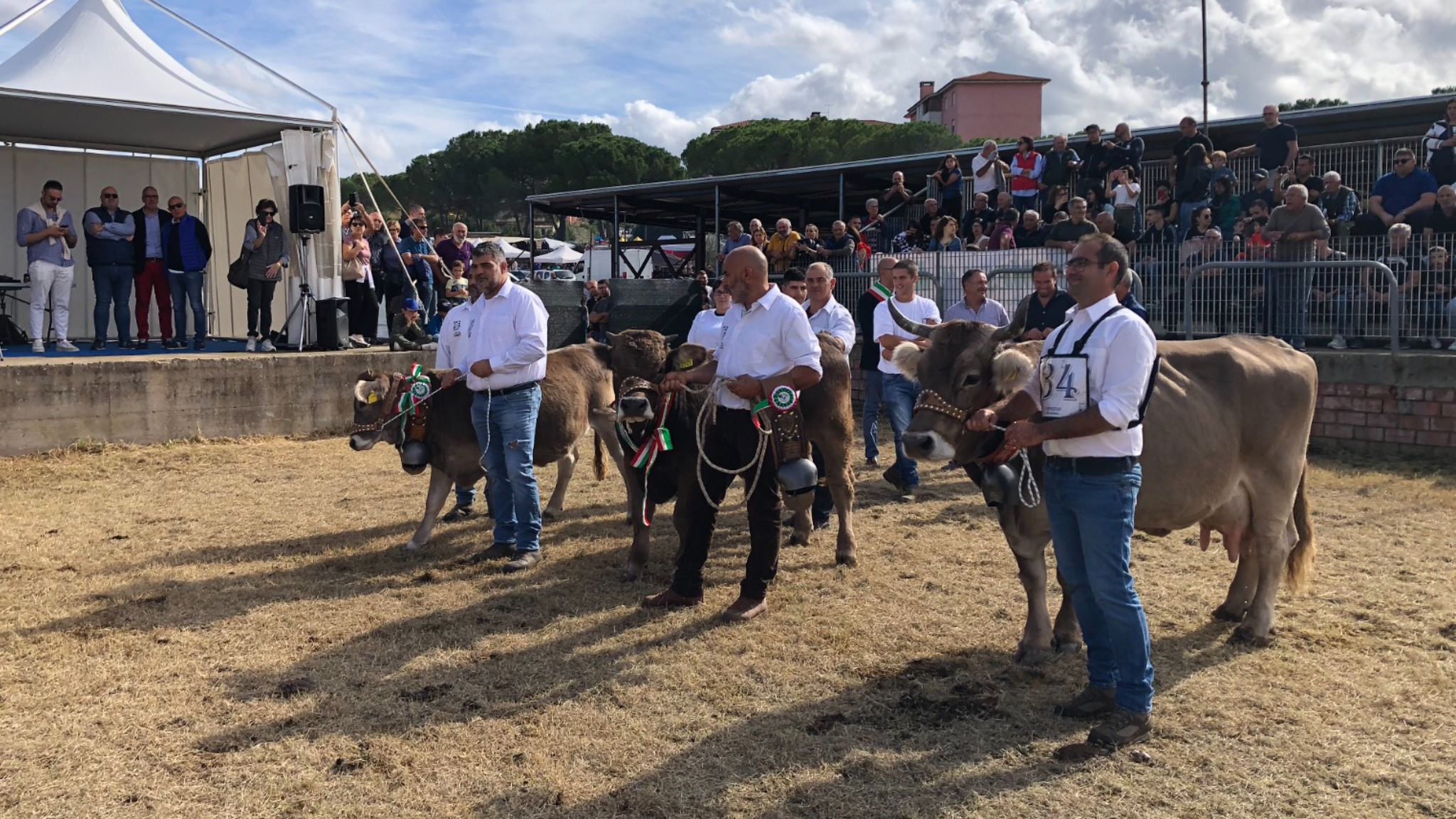 Nord Sardegna: successo per la prima mostra del bovino di razza Sardo Bruna