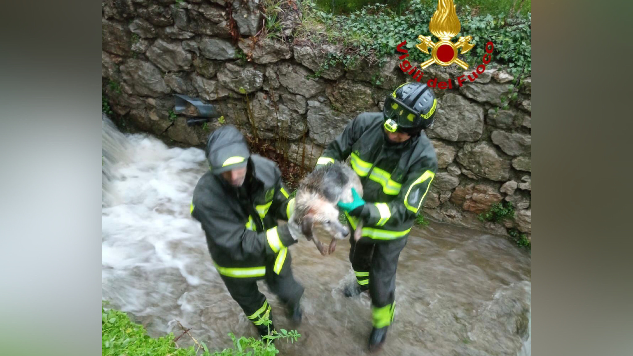 Cagnolino precipita in un canale: tratto in salvo dai Vigili del Fuoco