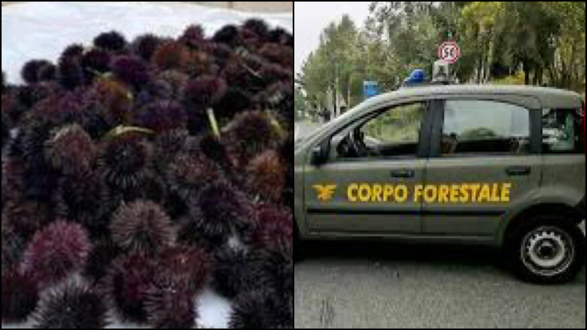 Sequestro di 1000 ricci da parte del Corpo forestale