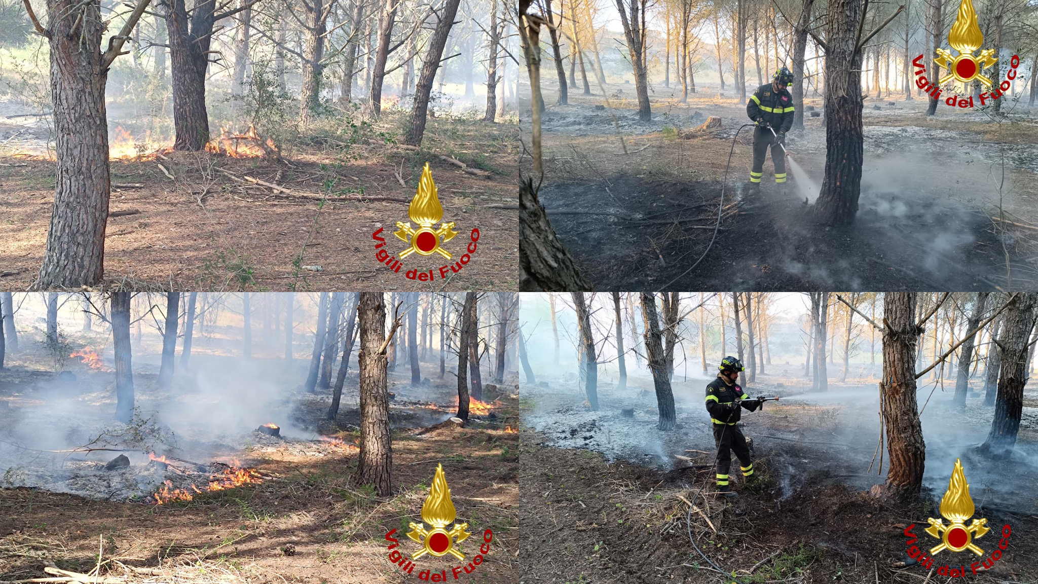 A fuoco una pineta, si indaga sulle cause