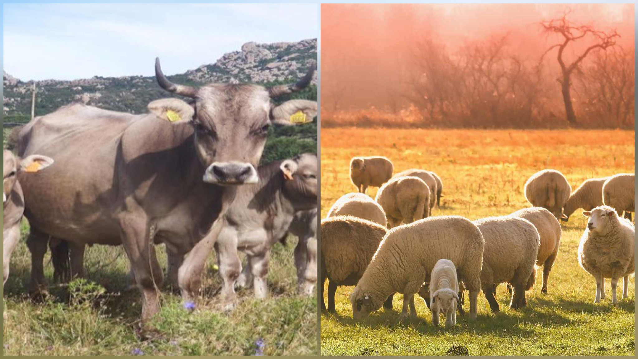 Gallura, nuova emergenza lingua blu: allevamento in affanno