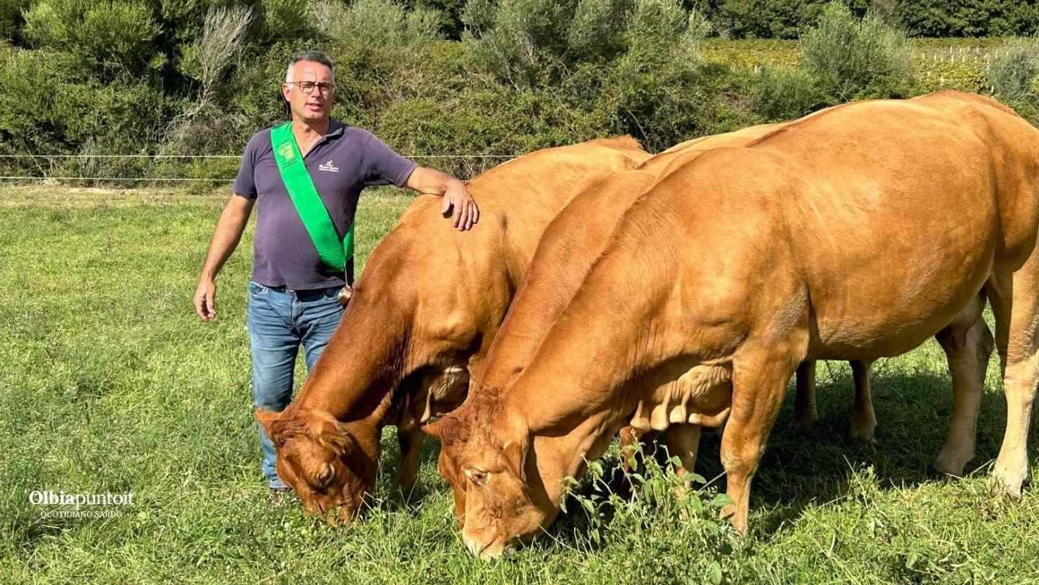 Olbia, l'eccellenza dell'allevamento di Marco Asara celebrata in Francia