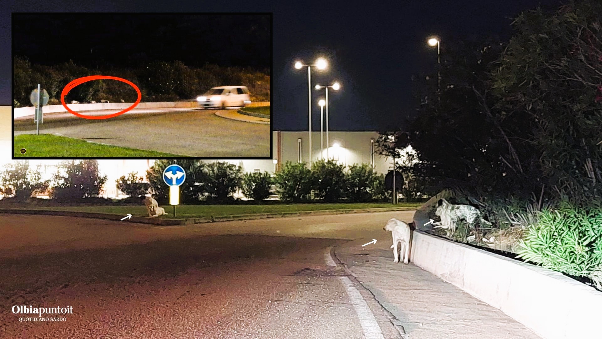 Olbia, cani randagi invadono la zona industriale: ASL Gallura pronta a intervenire