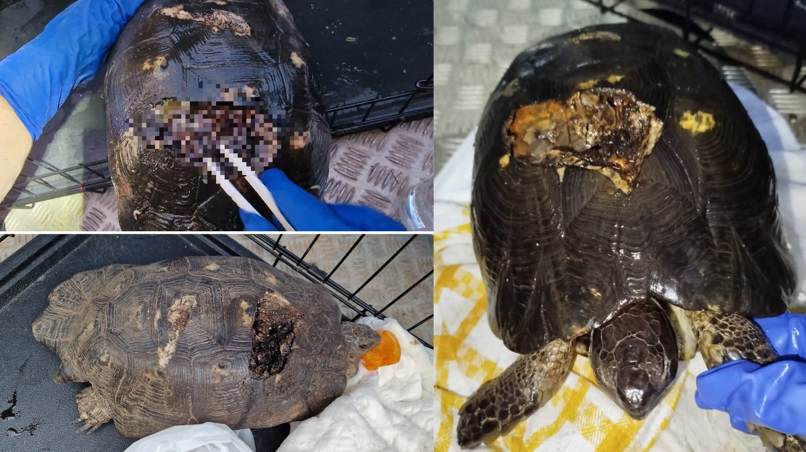 Olbia, l'odissea di Simplicia: niente veterinario per la tartaruga infestata dai vermi