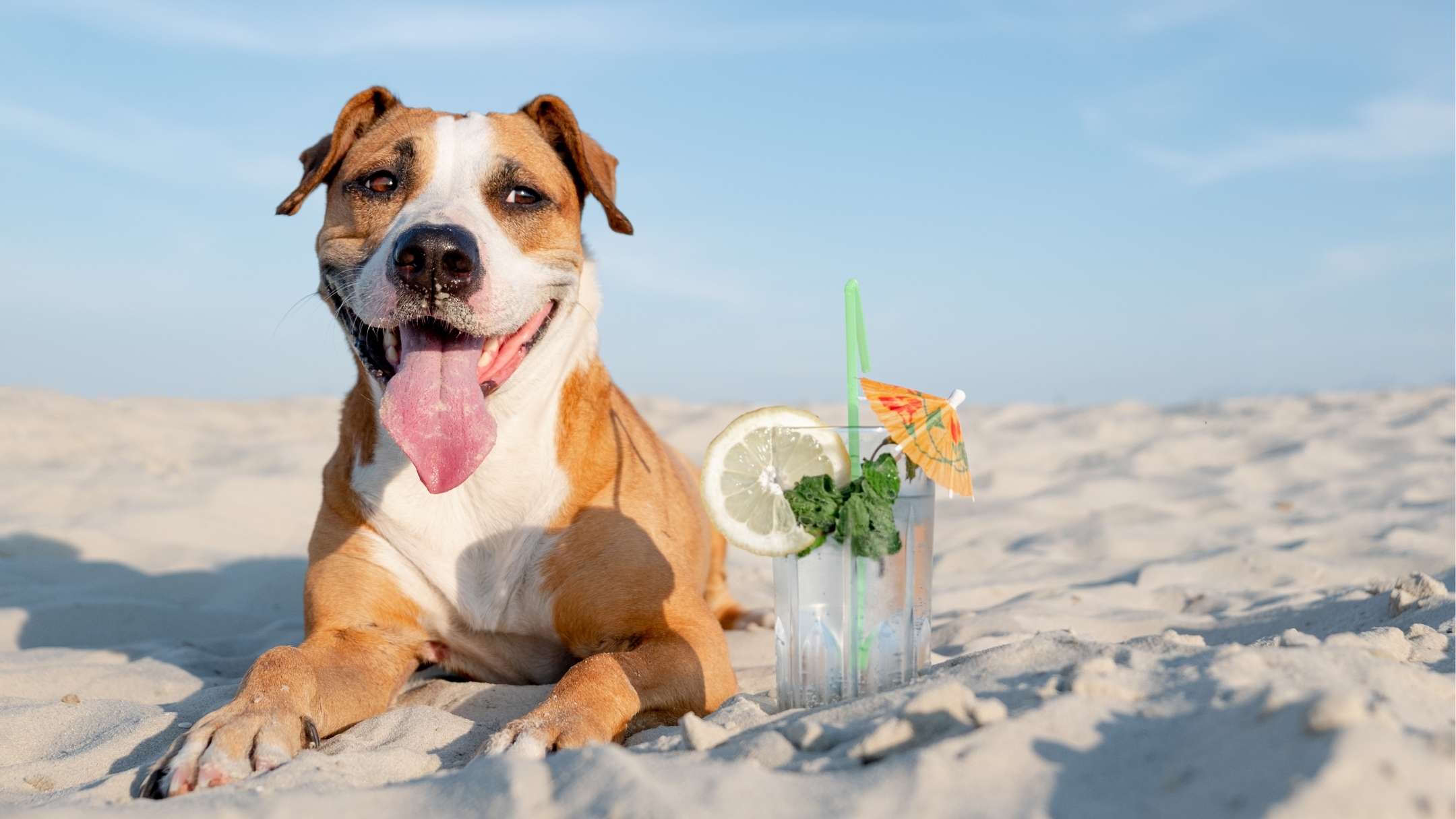 Spiagge pet-friendly in Gallura: dove andare con il tuo cane