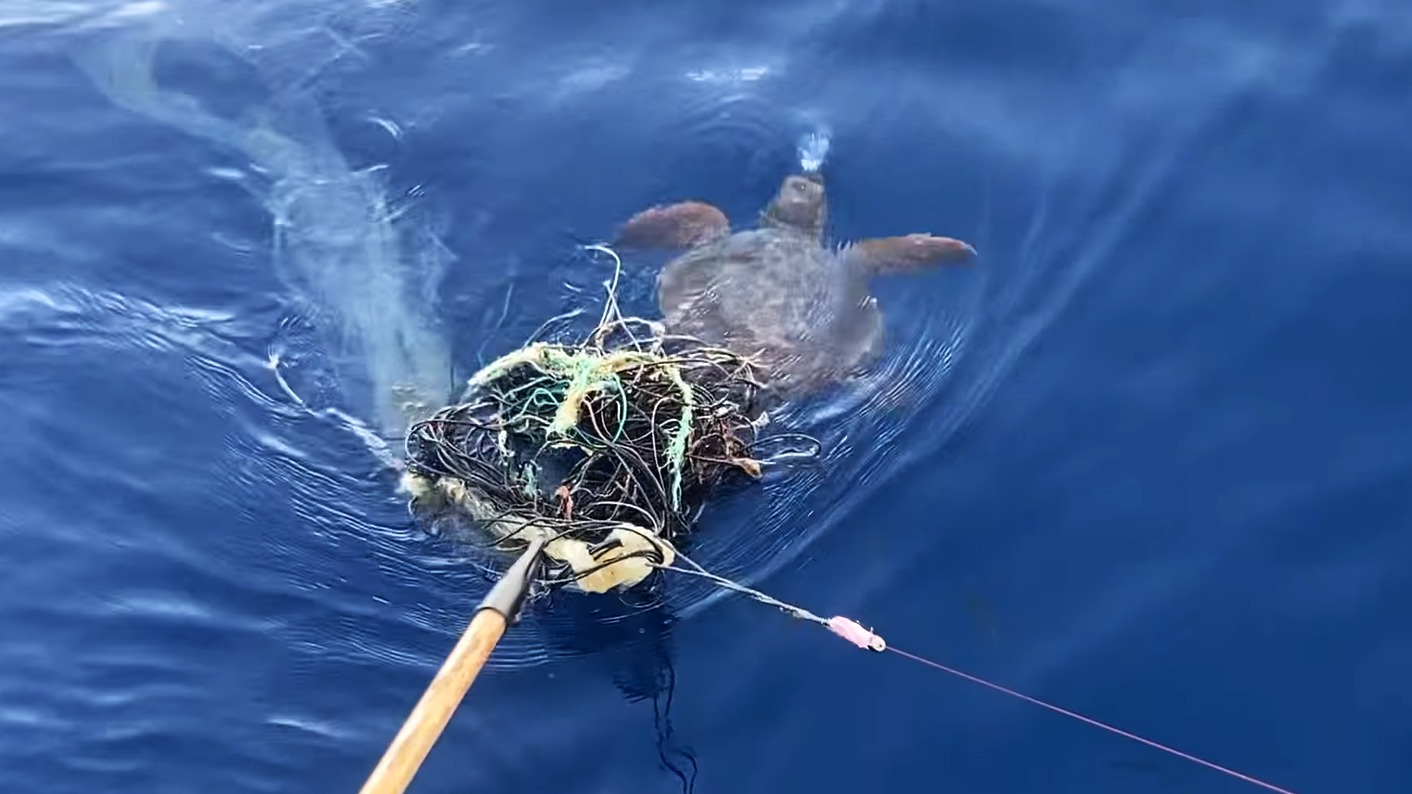 Olbia, gli attivisti di Velapuliamo salvano una tartaruga marina intrappolata nella plastica a Capo Verde