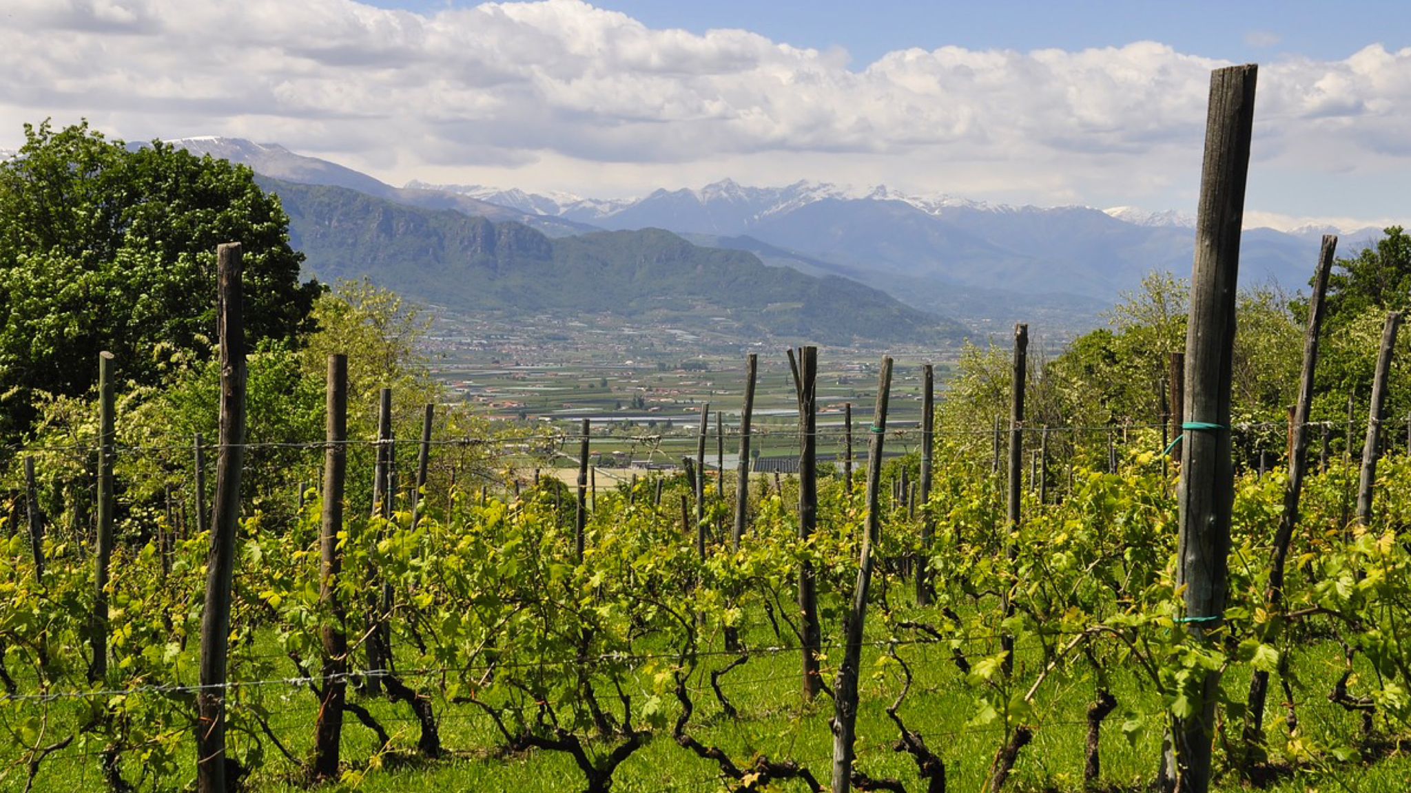 Gallura: record vermentino, il vino più caro della storia